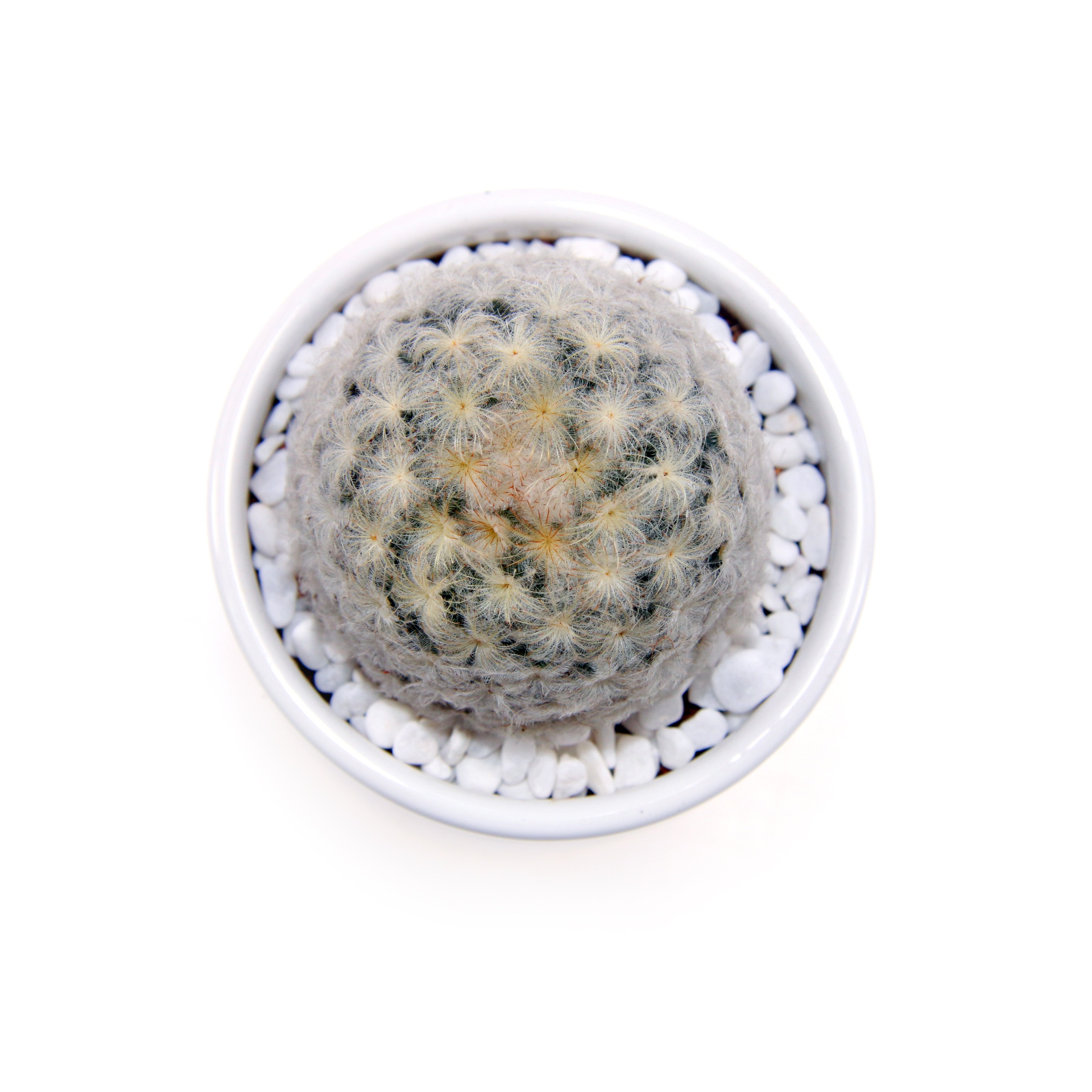 Милый и милый кактус, живое растение, Mammillaria plumosaдля дома и сада, детской комнаты
