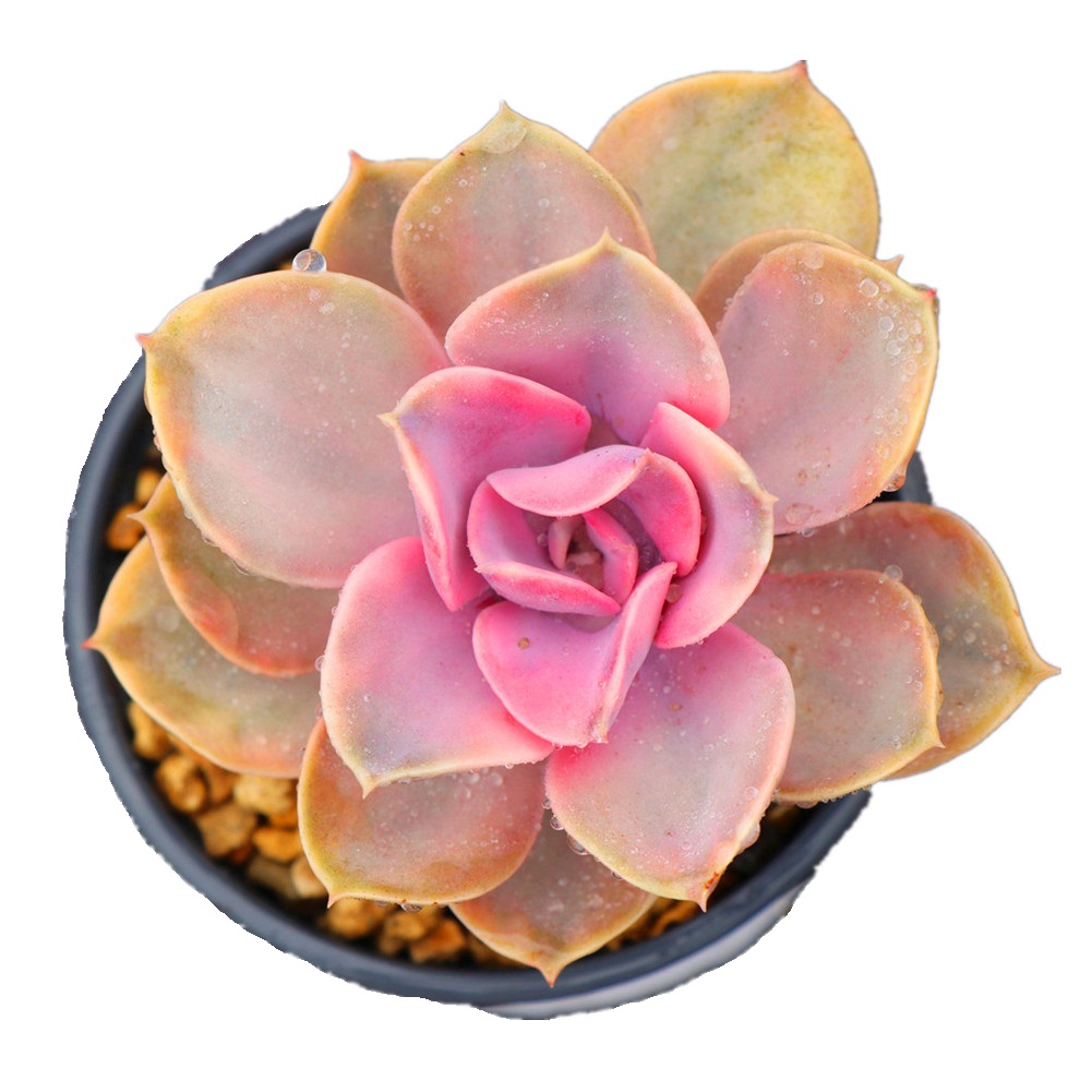 Радужные натуральные суккуленты Echeveria для домашнего декора
