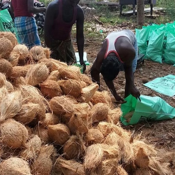 COCONUT BEST PRICE AND BEST QUALITY