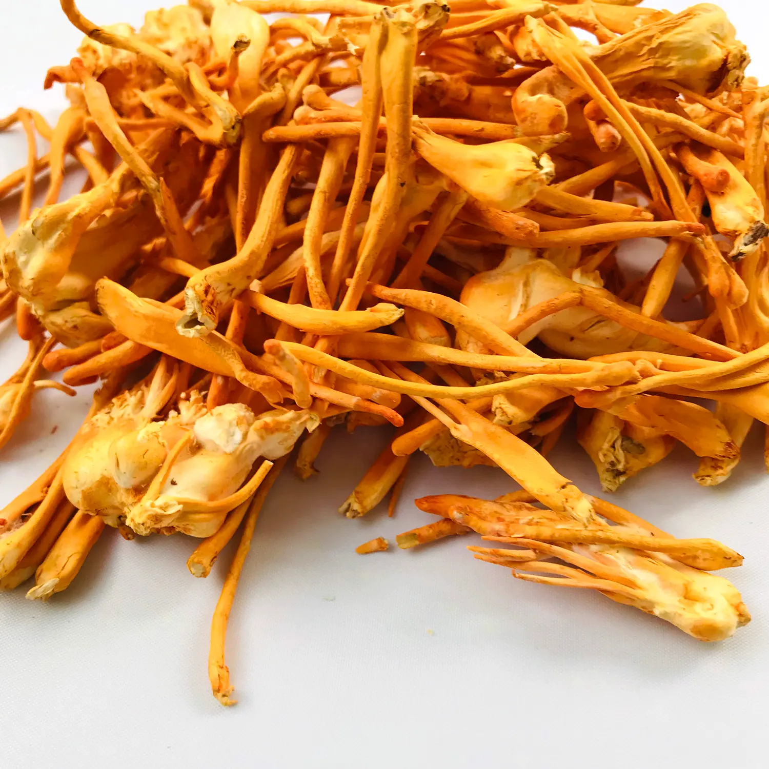 Cordyceps Militaris Healthy Product 100% Natural Herbal High Quality Product Good For Health Providing Energy