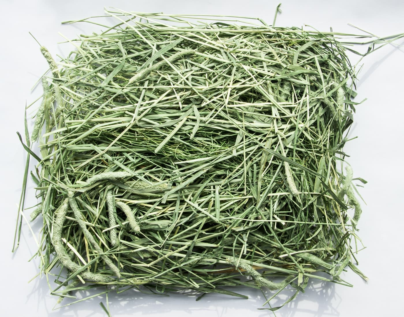 American Good timothy grass for Dairy