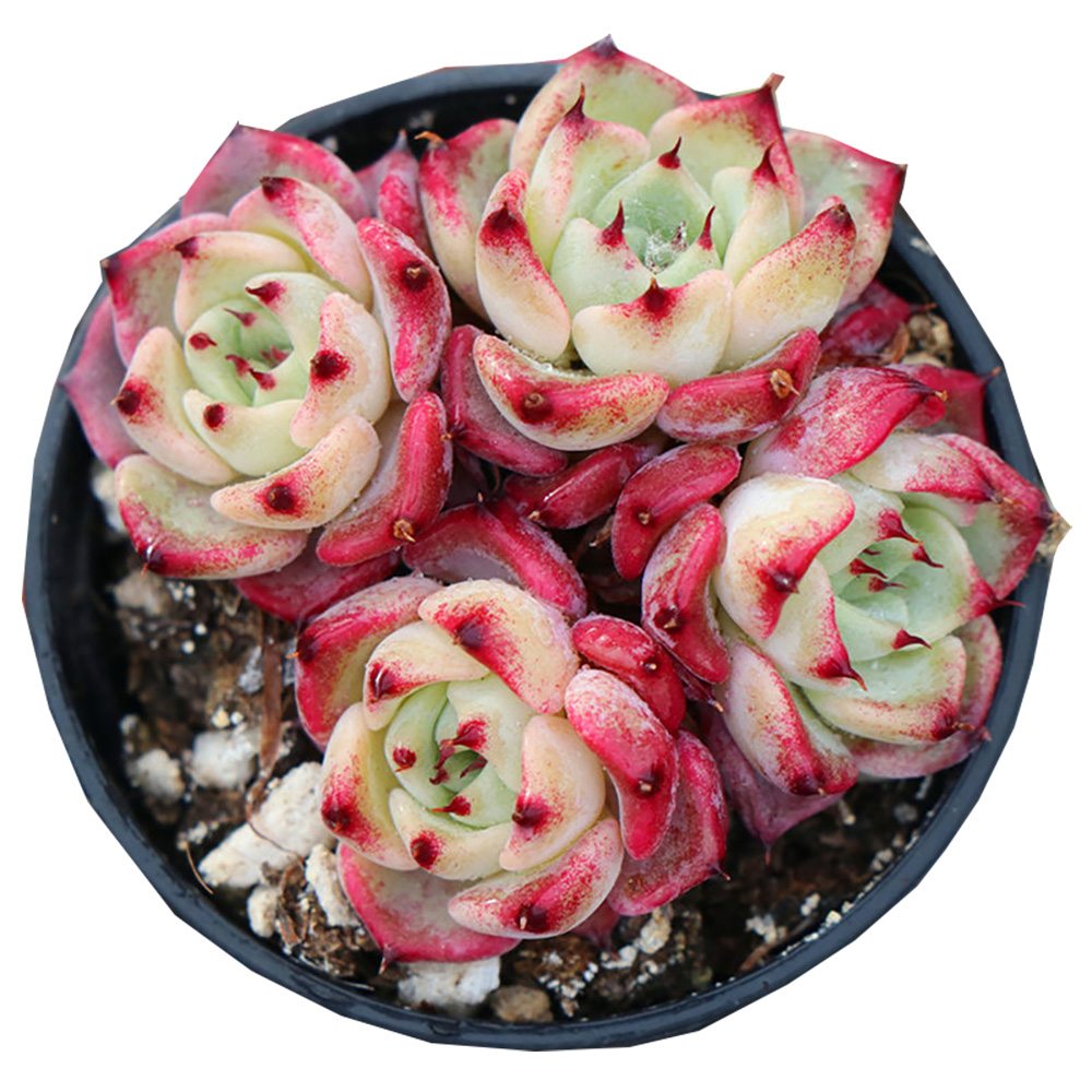Растение-суккулент с украшением Echeveria 'Sara Himebotan'