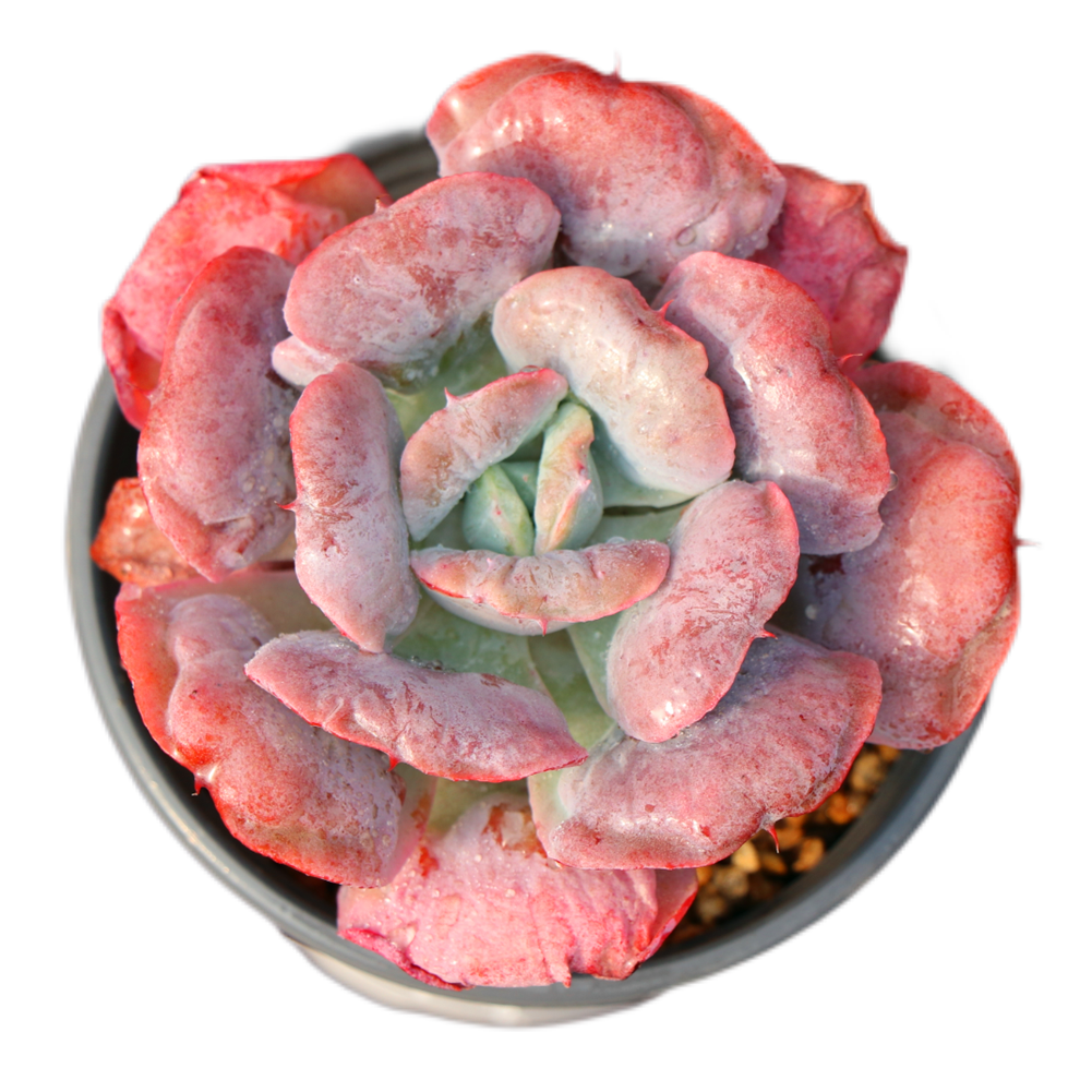Горячая распродажа! echeveria любовь капли дождя натуральный суккулентные растения для украшения офиса