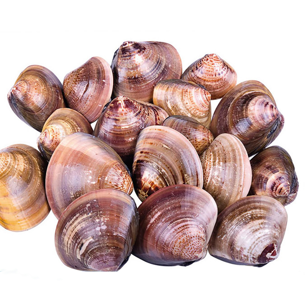 New Arrival Delicious china seafood wholesal seafood price cheap seafood dinner baby clam