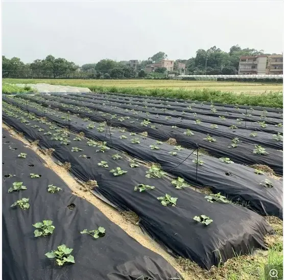 Eco Nonwoven material Agriculture Plant Cover UV Resistant PP Spunbond Nonwoven Fabric