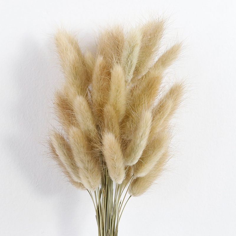 hot selling factory supply rabbit tails natural lagurus ovatus dried flowers bunny tails for home decoration