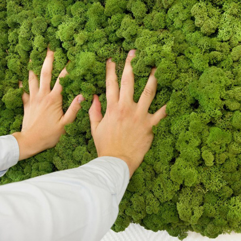 Yunnan Culinan Wholesale high quality decorative stabilized moss wall