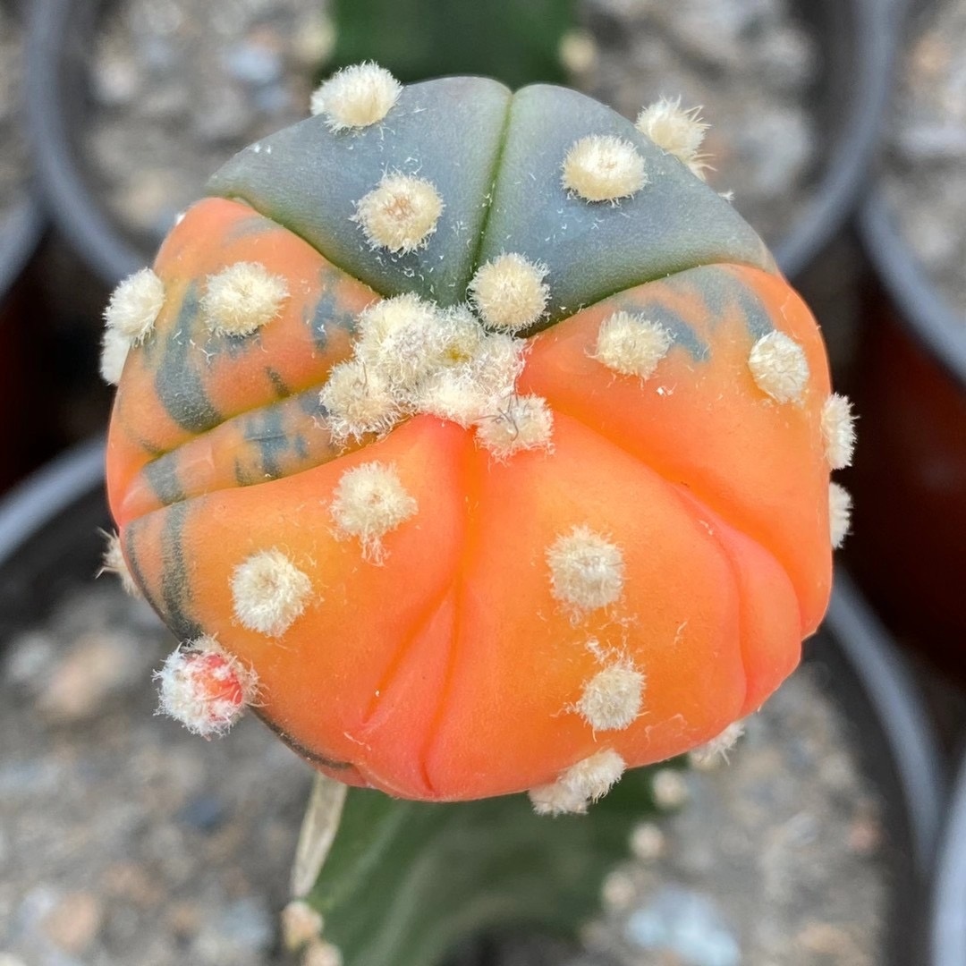 Реалистичное кактусовое растение variegata, привитое садовое растение, цветной домашний кактус, 2-4 см