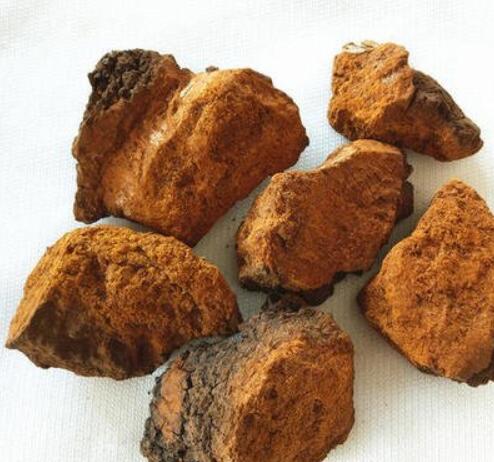 Best quality chaga extract powder organic