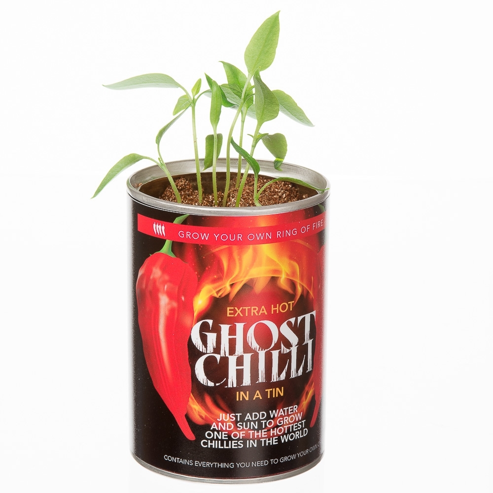 Home Gifts Grow Your Own Ring Of Fire Chilli Plant Bonsai Kit for Amazon seller