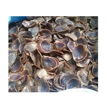 Морская раковина Murex Operculum Seashell
