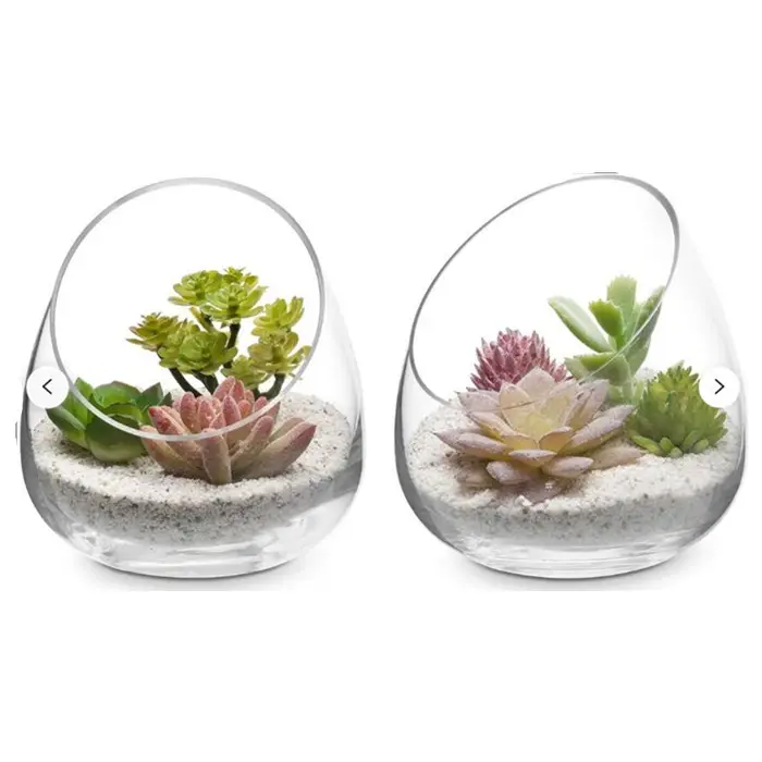 Mini 5 Inch Clear Glass Air Plant Terrarium for Succulent Cactus Plant Vases