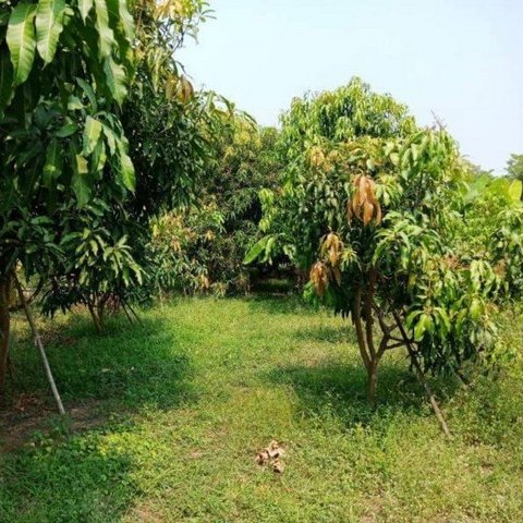 Real Estate Agent Garden for Sale in Thailand