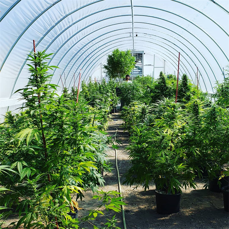 Invernadero de pelicula de plastico para cultivo hidroponico con sistema de cultivo estructura de invernaderos de tomate