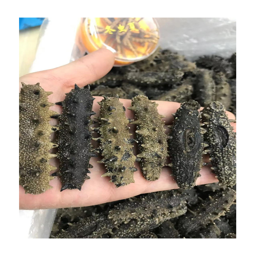 Сушеный морской огурец Black Pin Sea Slug по надежной цене