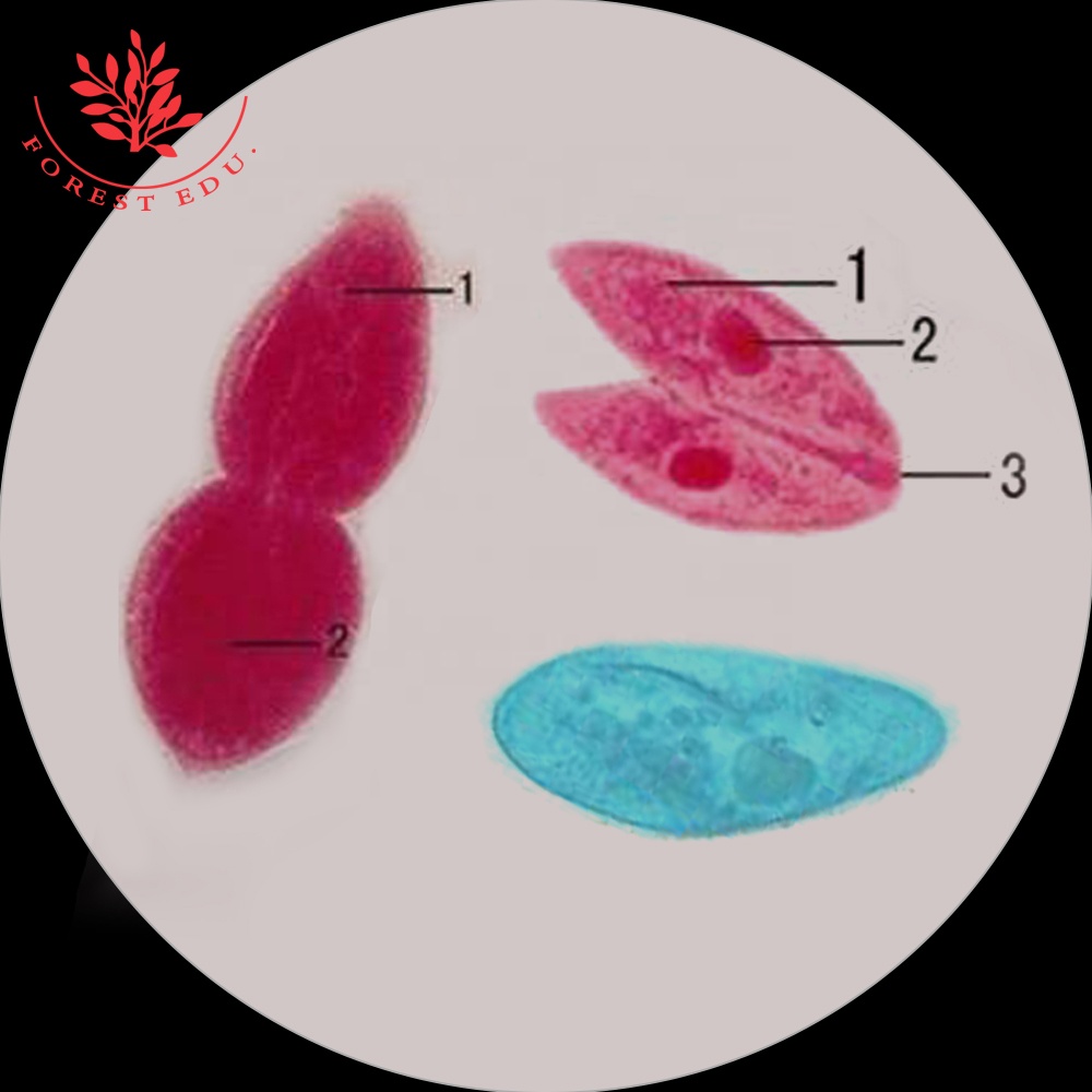Paramecium caudatum микроскоп подготовлены слайды