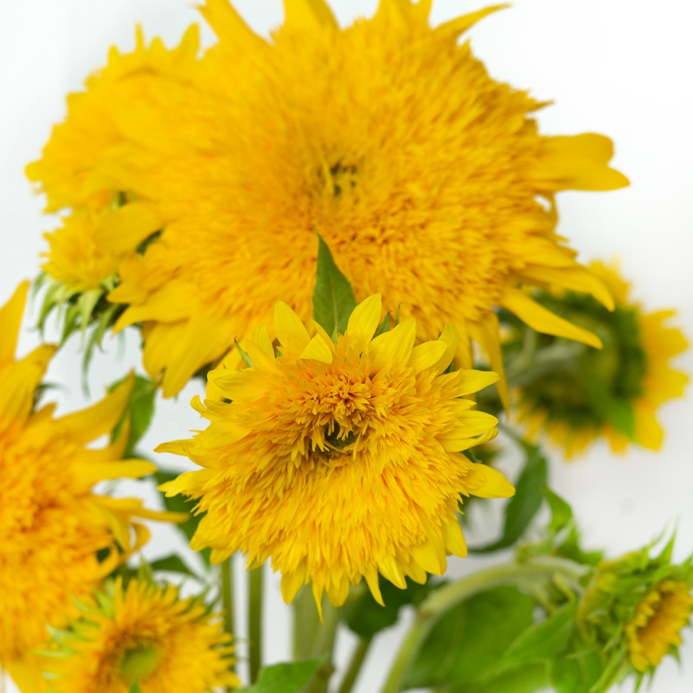 Competitive Price Home Wedding Decor Yellow Long Stem Natural Sunflower Fresh Cut Flowers from China