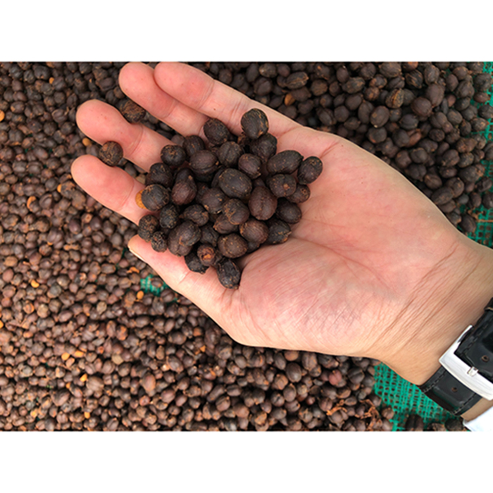 International organic vietnam coffee green beans arabica wholesale