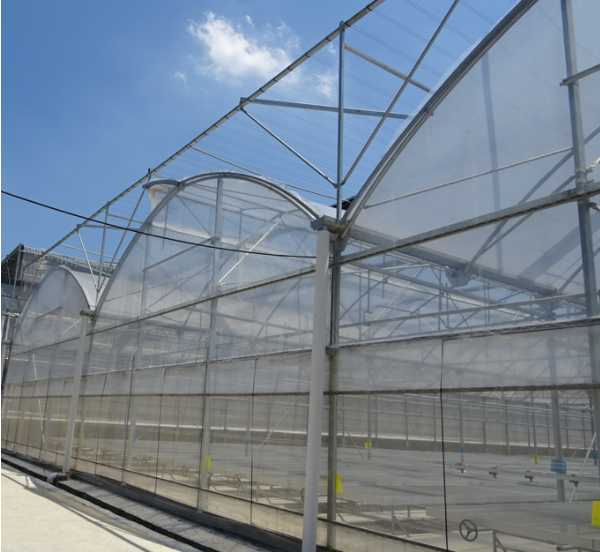 Multi-layer plastic film greenhouse planting turnkey project