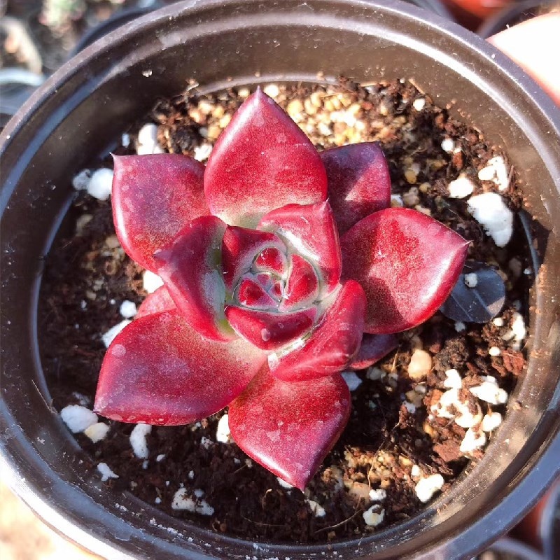 Живые суккуленты 1,97 дюймов, Echeveria agavoides v Romeo Rubin, натуральное растение, оптовая продажа для детского сада