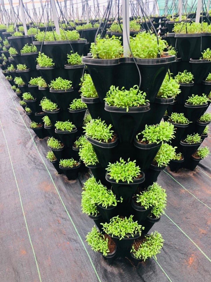 strawberry herbs stackable tower garden pots watering