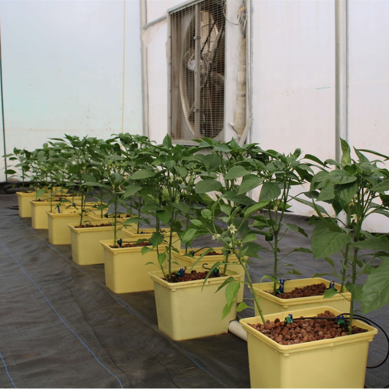 Dutch Bucket/Bato Bucket for Hydroponic Tomato Growing System