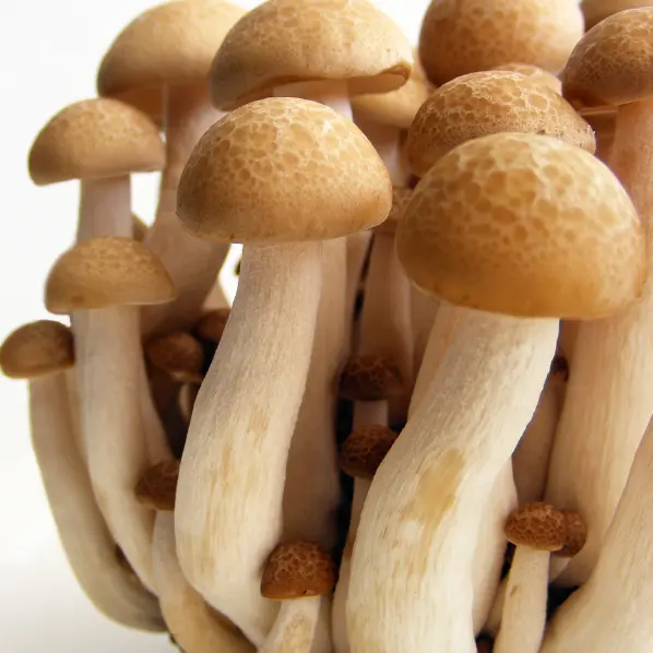 Factory price Manufacturer Supplier origin mushrooms name vegetables shimeji fresh fungus