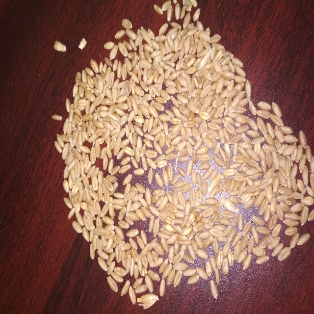 Indian Milling Wheat Grain / Seed Best Quality Packing 50kg Bag Wholewheat Grain