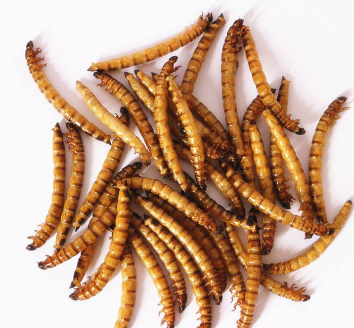 Nourishing clean dried superworm for pet