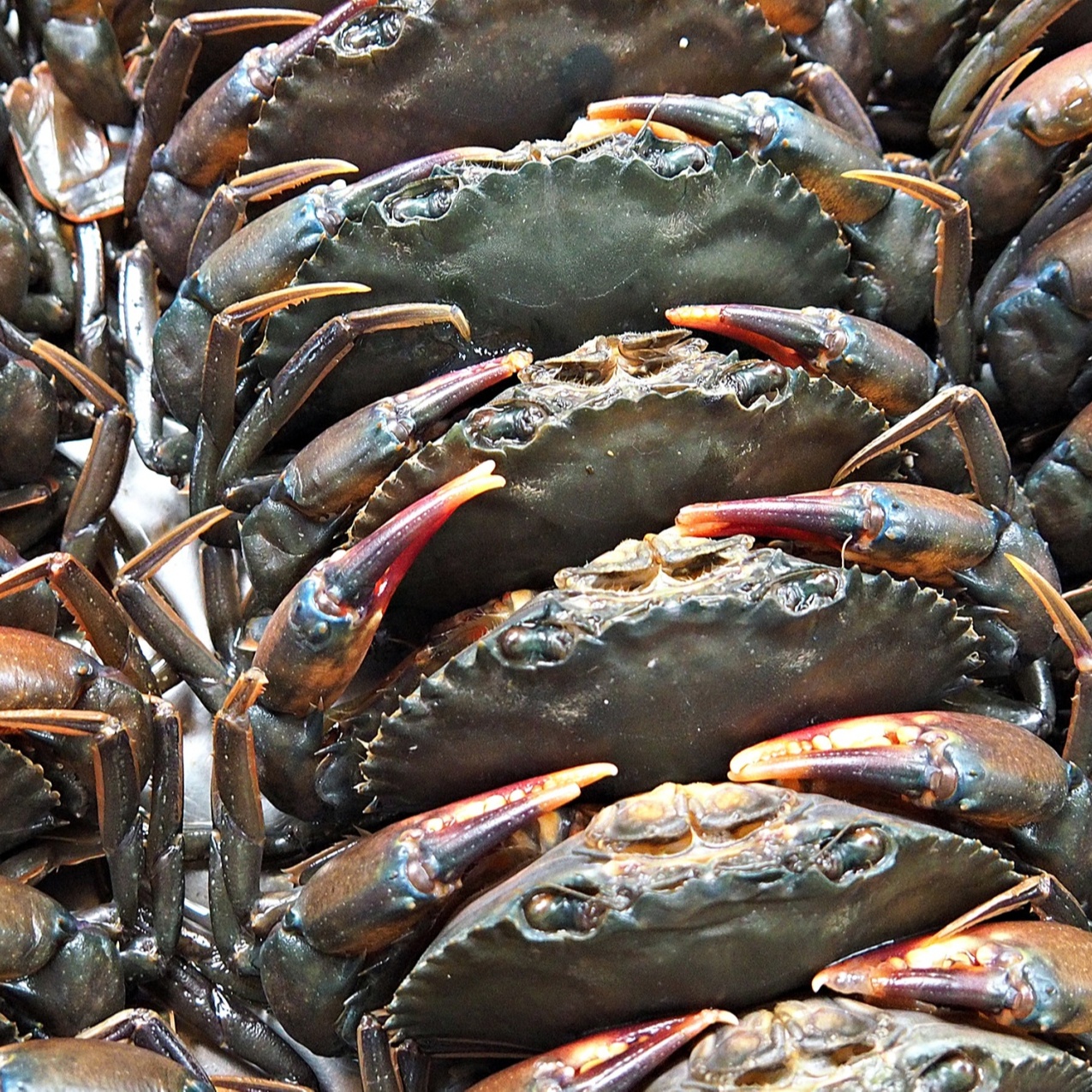 100% EXPORTABLE HIGH QUALITY FRESH LIVE CRAB/LIVE MUD CRAB