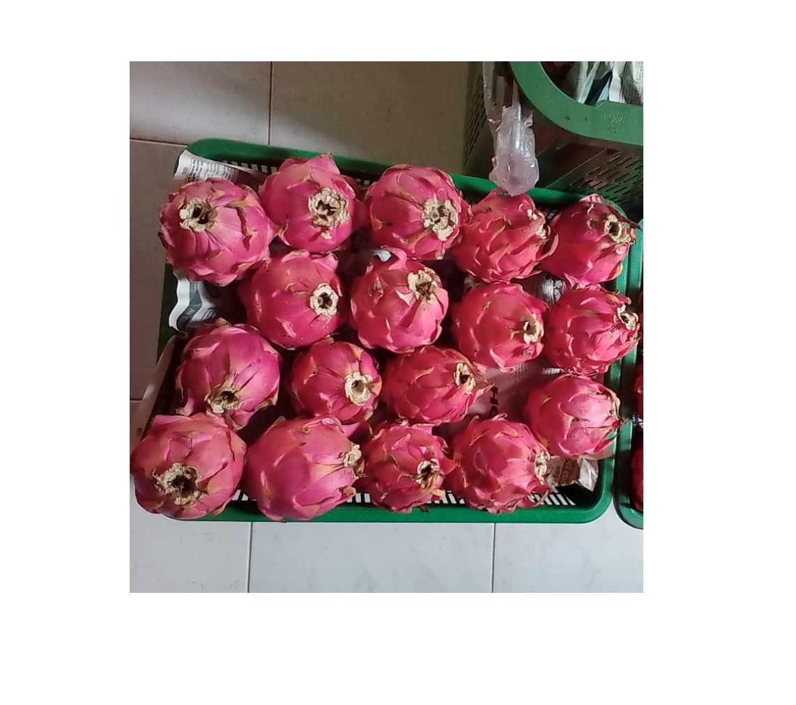 Fresh Pitaya Dragon Fruit Red Coated High Quality Pitaya From Srilanka Wholesale