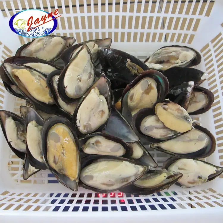 Seafood Mussel Top Quality Seafood Frozen Half Shell Mussel Detail