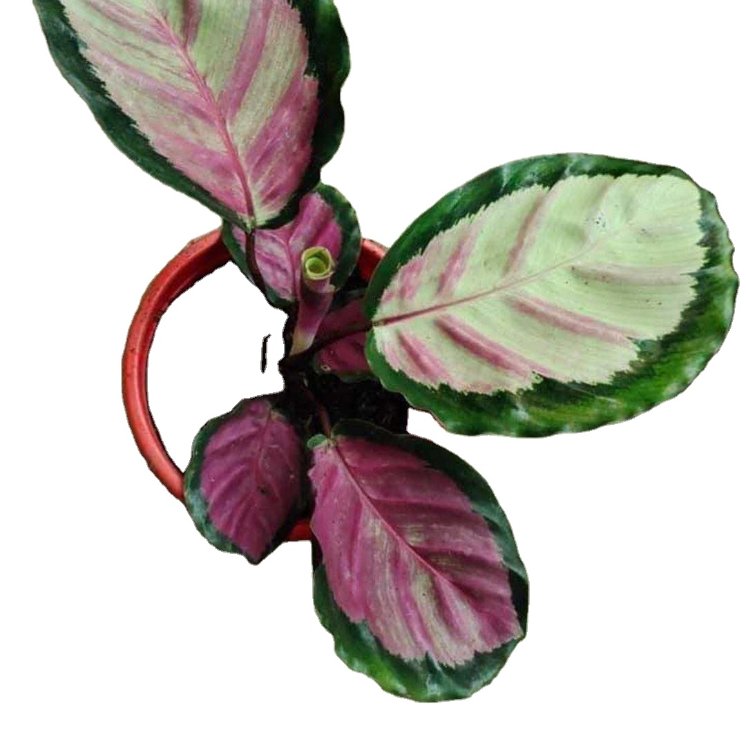 Calathea Sylvia