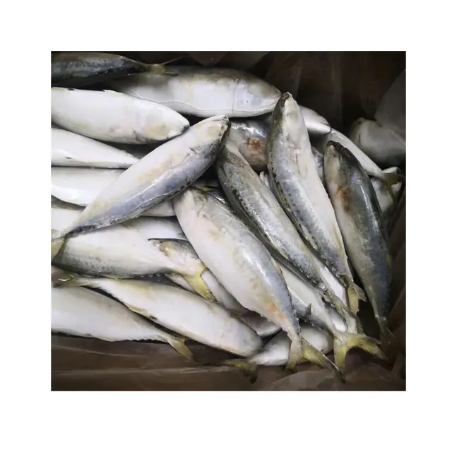 Frozen Indian Mackerel with all size