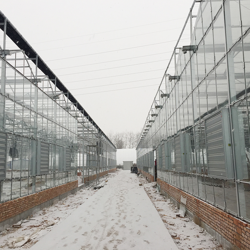 Венло стеклянная теплица для выращивания томатов