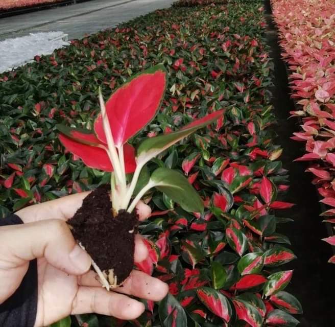 Декоративные живые растения Aglaonema, Саженцы бонсай