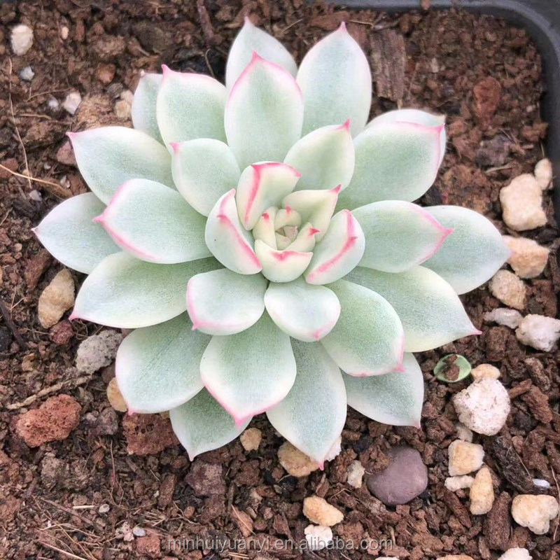 Живые суккуленты, 1,97 дюймов, Echeveria 'mebinза'variegated, декоративное растение для сада, декор для детской, настоящие натуральные комнатные растения