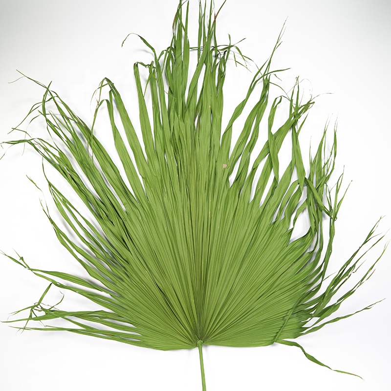 UKIQUEEN Large Green Cycas Revoluta Other Decorative Flowers Plants Palm Arrow Palm Leaves for Wedding Decor