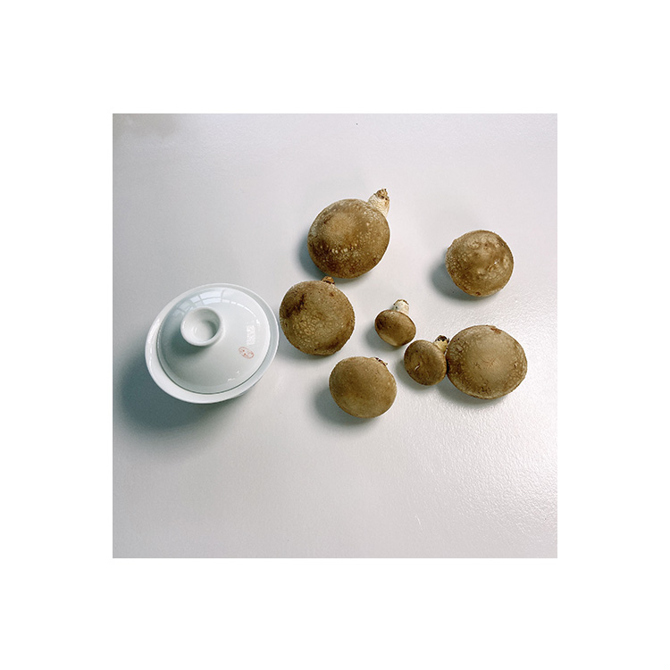 2021 Premium High-end Round Umbrella-shaped Fresh Shiitake Mushrooms