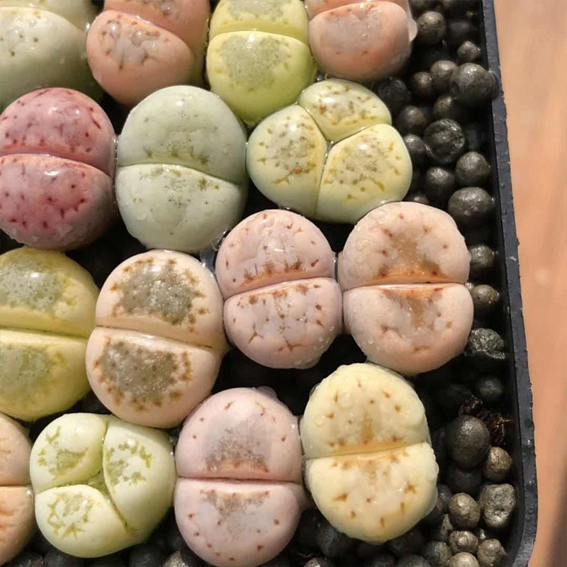 Оптовая продажа, цветные мини-растения Lithops для выращивания в помещении