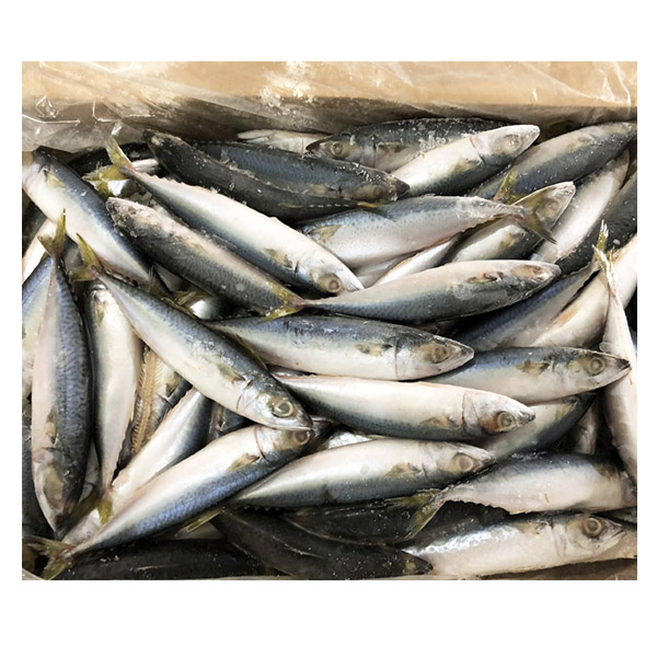 Тихоокеанская морская свежая замороженная морепродукты скумбрия рыба с дешевой ценой