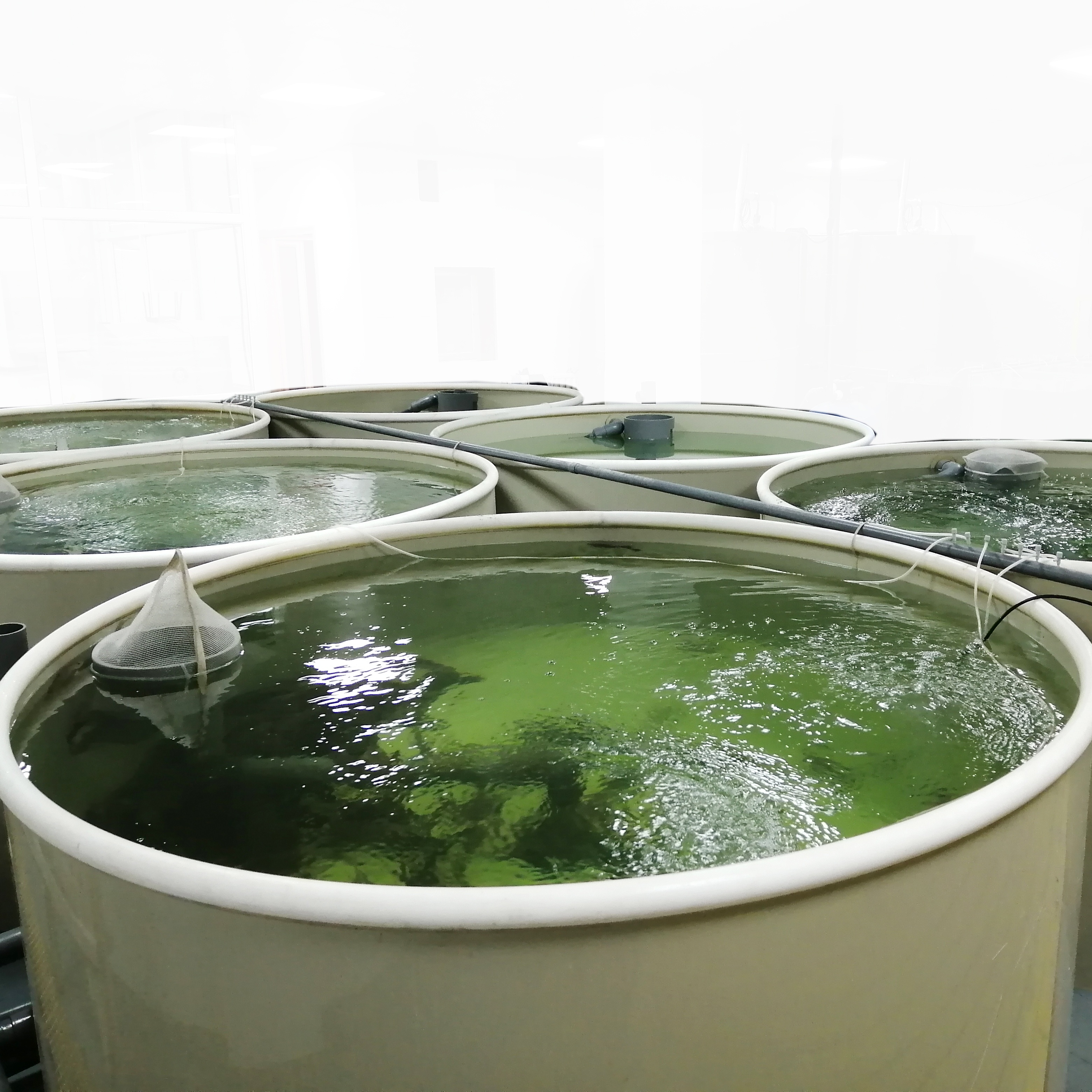 Оборудование для рыбоводства Tilapia, оборудование для аквакультуры системы ras