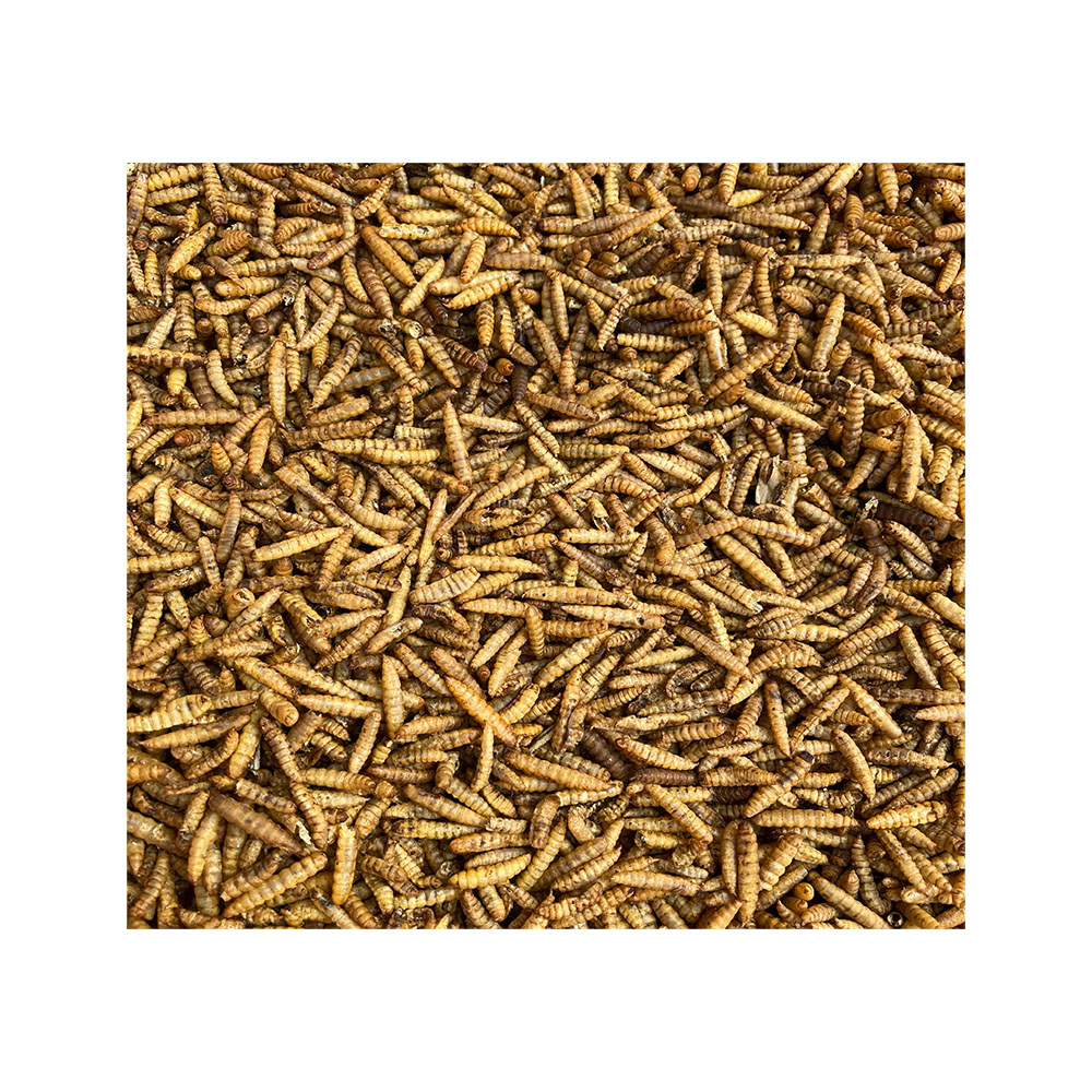 Птичья черепаха хомяк Еда Черный солдат муха mealworm