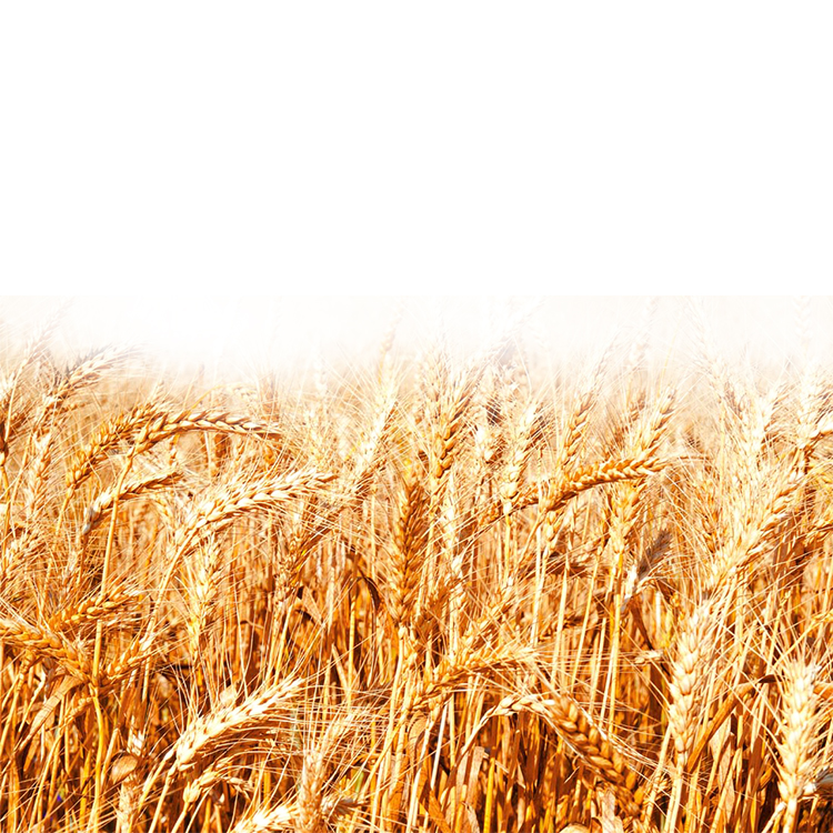 High Quality Various Types Wheat Grain