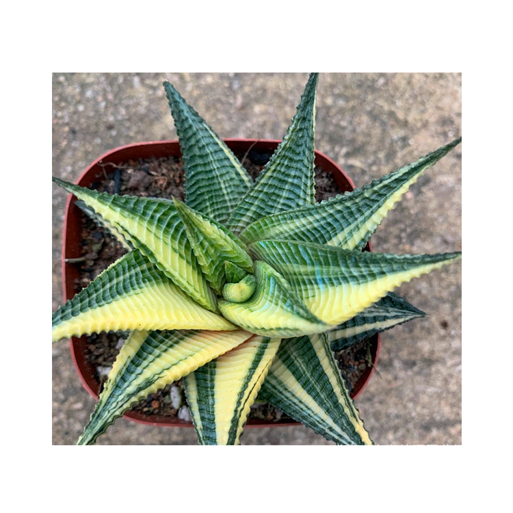 Различные кактусы и суккуленты, настоящие haworthia limifolia variegata garden оптом