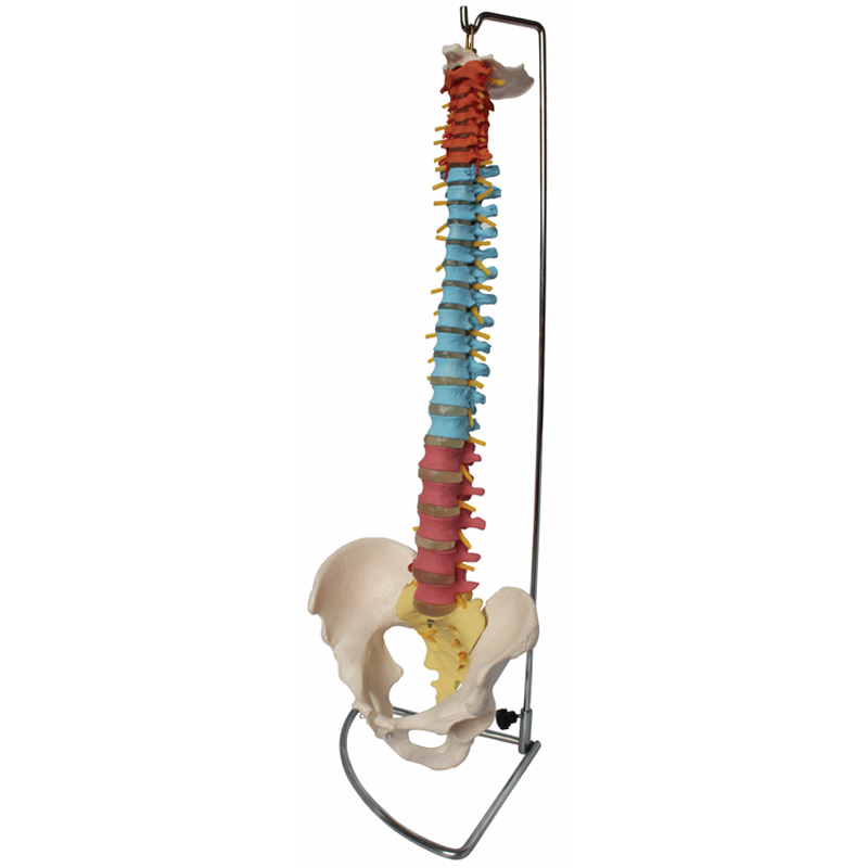 Real life size colorful spine model with pelvic High quality color spine model Didactic vertebral column with pelvis