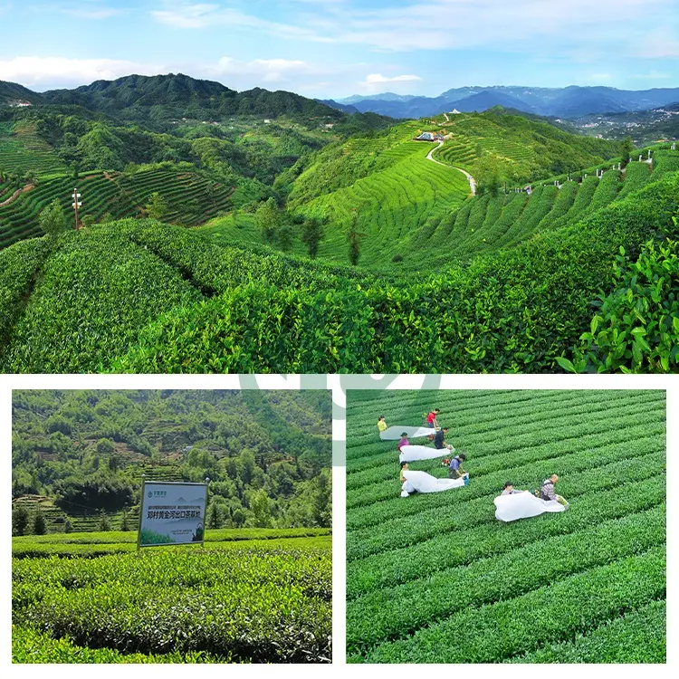 China Green Tea Powder Pure Green Tea Extract EGCG Polyphenols Powder Ready To Ship
