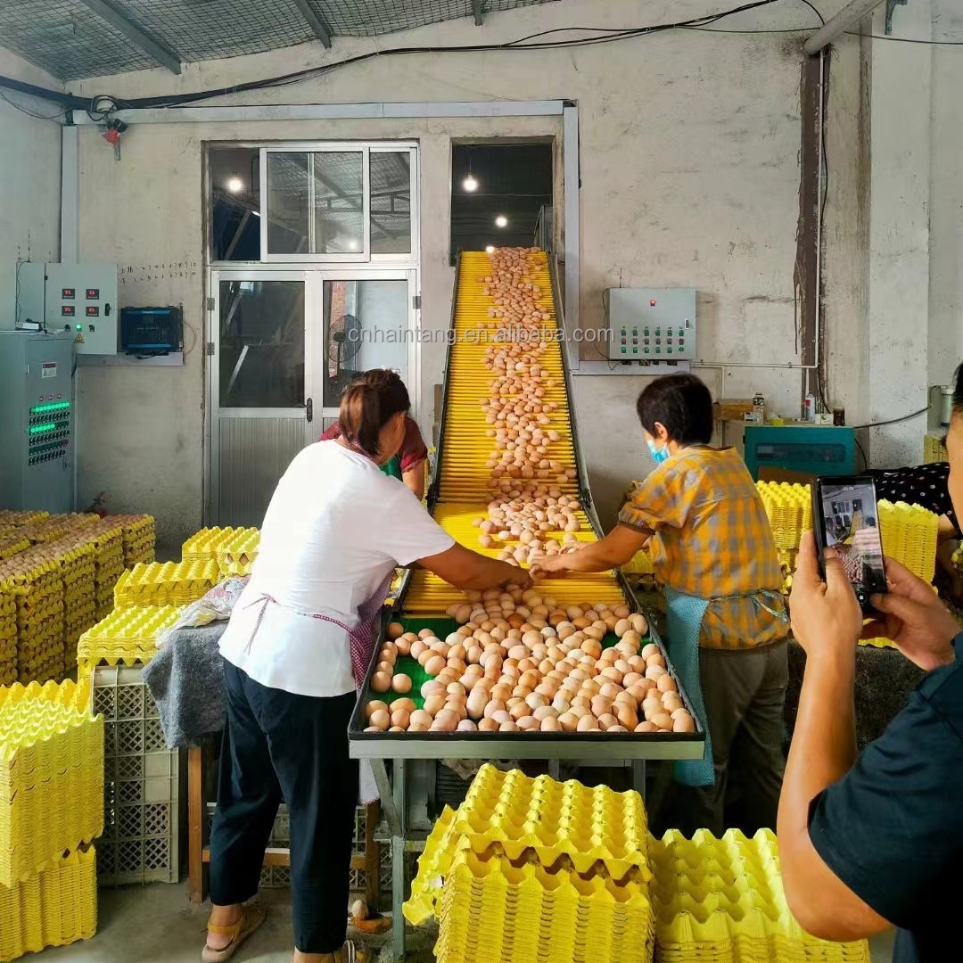 full Automatic H type layer chicken cage with automatic feeding and egg collecting equipment from factory price