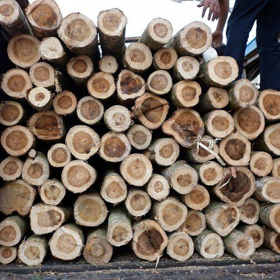 Деревянные бревна из дерева акации из Вьетнама