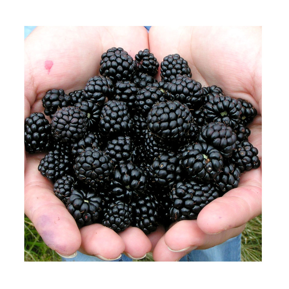 Оптовая цена на новый китайский органический замороженный Blackberry